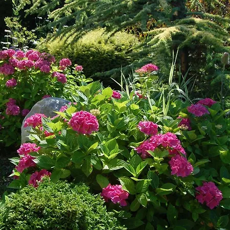 Apartament Z Ogrodem/apartment With Garden Kołobrzeg